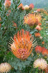 1076-Reis Zuid-Afrika2007